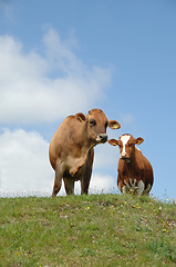 Image showing Cows resting on green grass