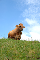 Image showing Cow on grass