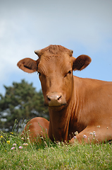 Image showing Sweet cow resting on green grass