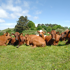 Image showing Cows resting on green grass