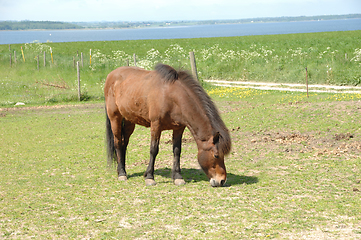 Image showing Horse eating green grass 