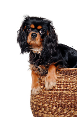 Image showing Sad Cavalier King Charles Spaniel dog in a basket 