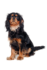 Image showing Sad Cavalier King Charles Spaniel dog