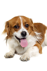 Image showing Happy Kooiker dog resting on a clean white background.