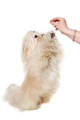 Image showing Sad Coton De Tulear dog begging for food. Taken on a clean white