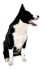 Image showing Happy karelian bear dog sitting on a clean white background