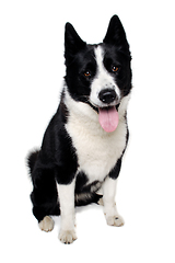 Image showing Happy karelian bear dog sitting on a clean white background