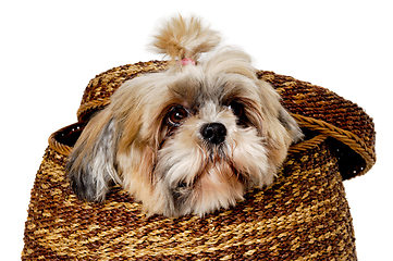 Image showing Sad shih tzu dog in a basket on a clean white background.