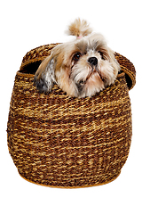 Image showing Sad shih tzu dog in a basket on a clean white background.