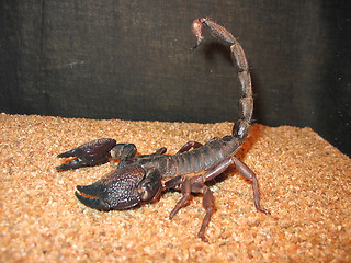 Image showing Scorpion