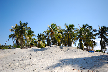 Image showing Group of palms on beach