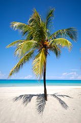 Image showing Green palm on beach