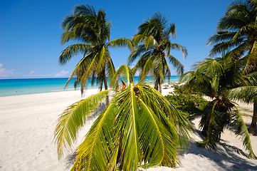 Image showing Palms on beach Varadero Cuba