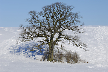 Image showing Tree on hill at winter