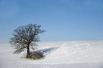 Image showing Tree on hill at winter