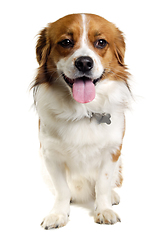 Image showing Happy Kooiker dog sitting on a clean white background.