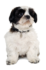 Image showing Sad Shih Tzu dog