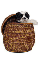 Image showing Happy Shih Tzu dog playing in a basket