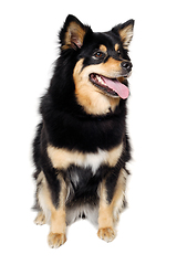 Image showing Happy Finnish Lapphund dog sitting on a white background