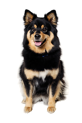 Image showing Happy Finnish Lapphund dog sitting on a white background