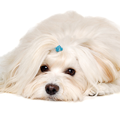 Image showing Sad Coton De Tulear dog resting on a clean white background