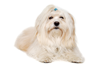 Image showing Sad Coton De Tulear dog resting on a clean white background