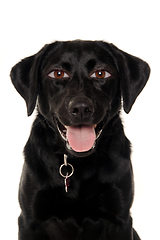 Image showing therianthrope labrador retriever dog with human eyes