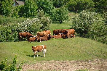 Image showing Cows and green landscape