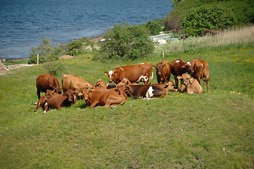 Image showing Cows and green landscape