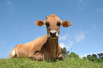 Image showing Face of sad cow resting on green grass