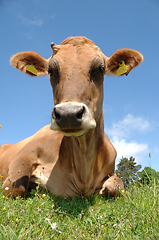 Image showing Cow resting on field