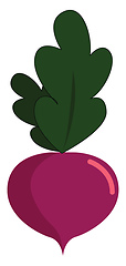 Image showing Turnip, vector or color illustration.