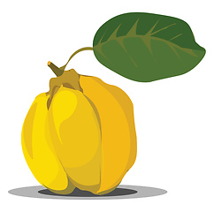 Image showing Quince, vector or color illustration.