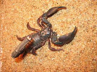 Image showing Scorpion