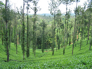 Image showing hills - tea estate