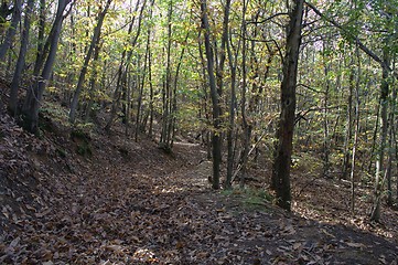 Image showing Autumnal forest