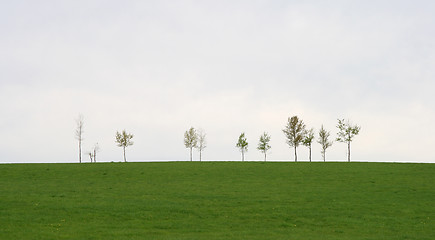 Image showing Spring green field with trees