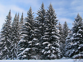 Image showing Fir trees under the Snow