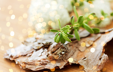 Image showing close up of cowberry plant and pine tree bark