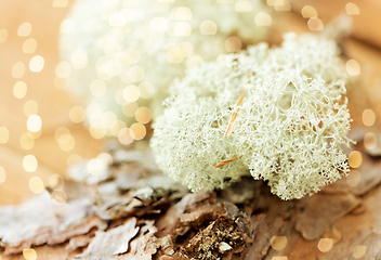 Image showing close up of reindeer lichen moss on pine tree bark