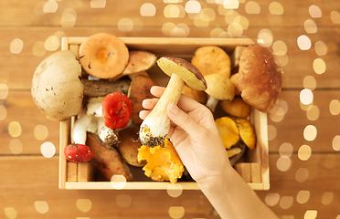 Image showing hand holding boletus over box of edible mushrooms