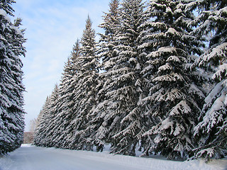 Image showing Fir trees under the Snow