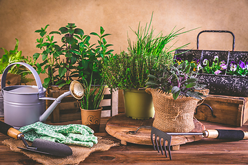 Image showing Planting and gardening concept - herbs, seedling and plants ready for planting with garden tools