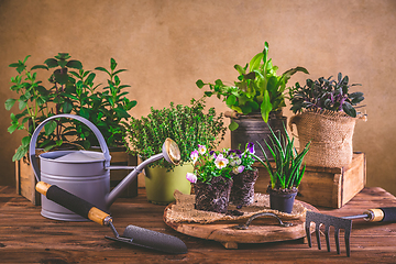 Image showing Planting and gardening concept - herbs, seedling and plants ready for planting with garden tools