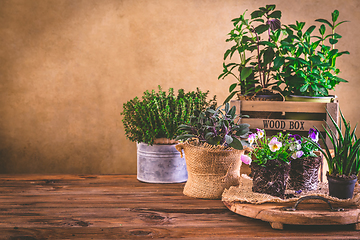 Image showing Planting and gardening concept - herbs, seedling and plants ready for planting with garden tools