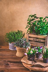 Image showing Planting and gardening concept - herbs, seedling and plants ready for planting with garden tools