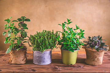 Image showing Planting and gardening concept - herbs, mint, sage, basil and thyme