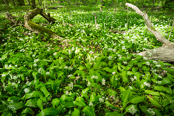 Image showing Green forest in spring, ground is covered with wild garlic (ramson)