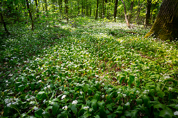 Image showing Green forest in spring, ground is covered with wild garlic (ramson)