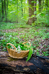 Image showing Picking Wild Garlic (allium ursinum) in woodland. Harvesting Ramson leaves herb into basket